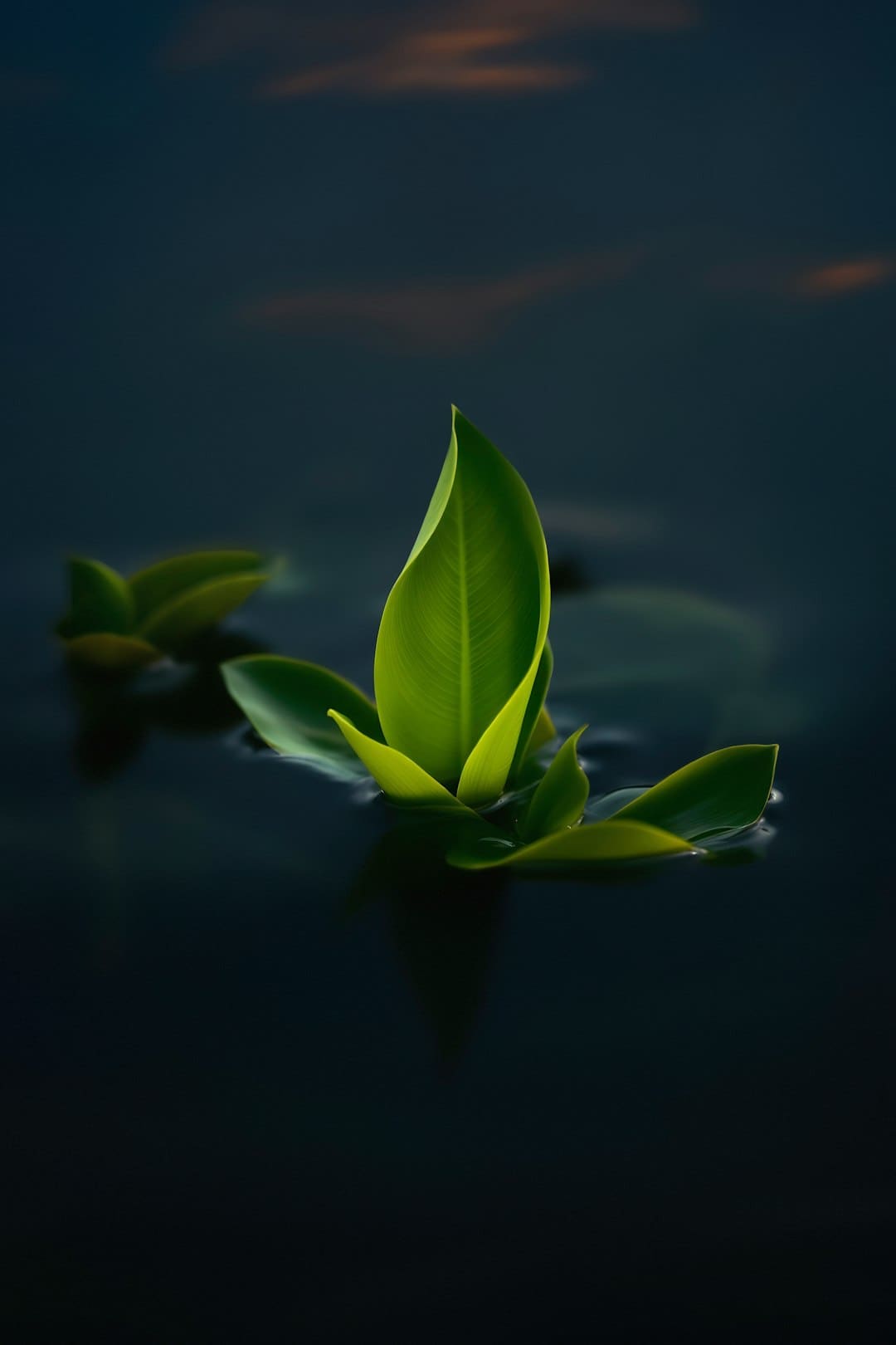 韩国首尔林既能赏识汉江的美，又能感触树林的幽_